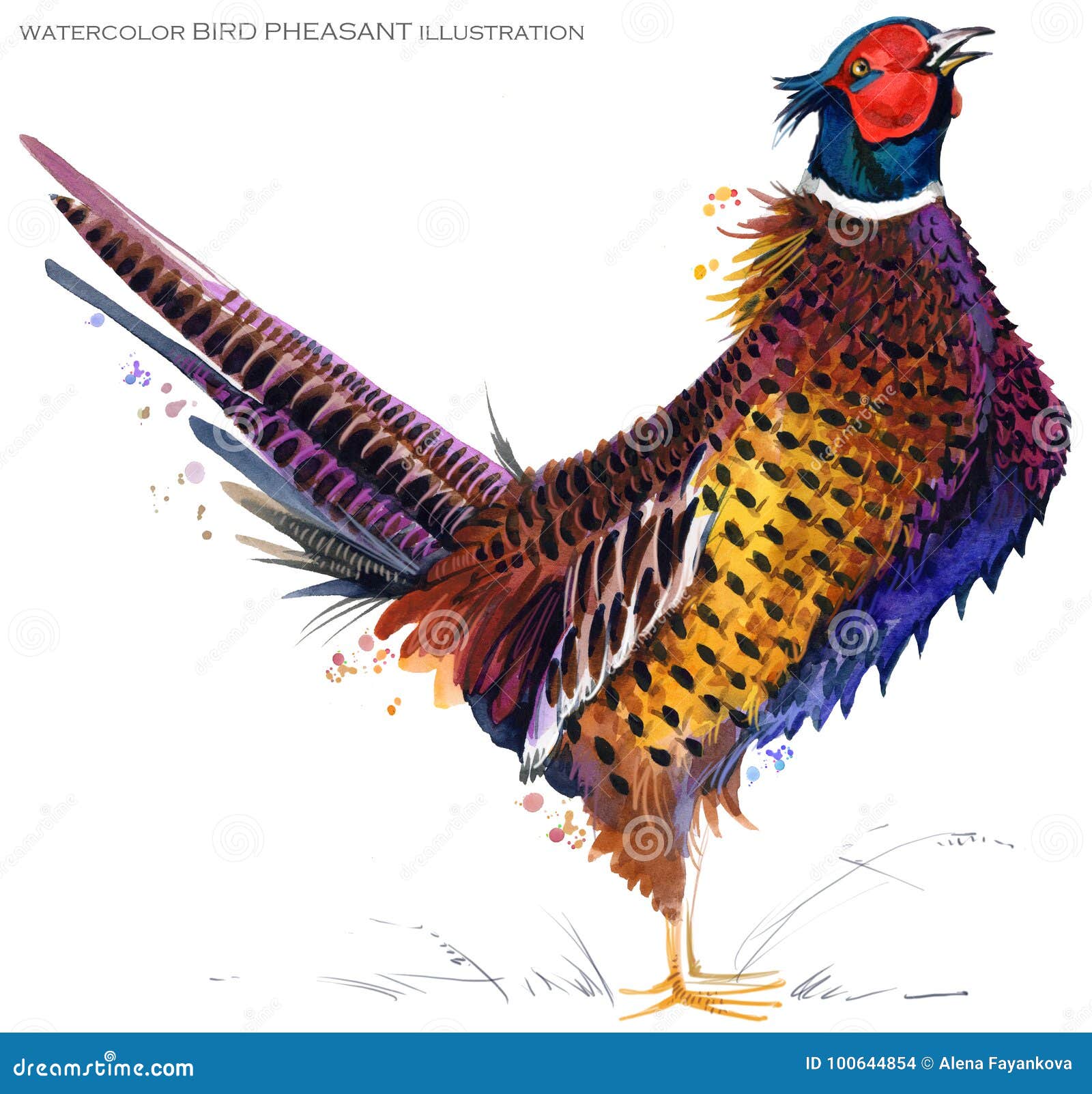 bird pheasant watercolor .