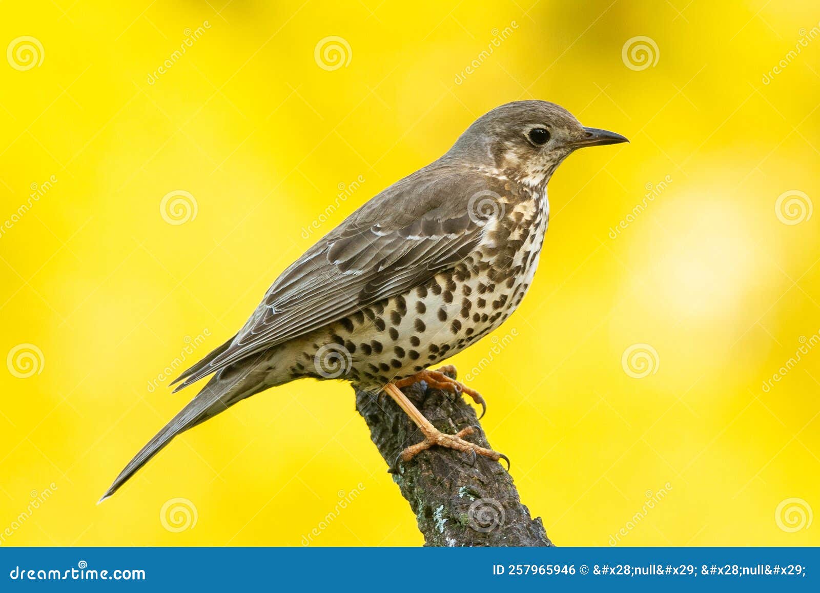 Bird Photographed Up Close with Beautiful Backlight. Stock Photo