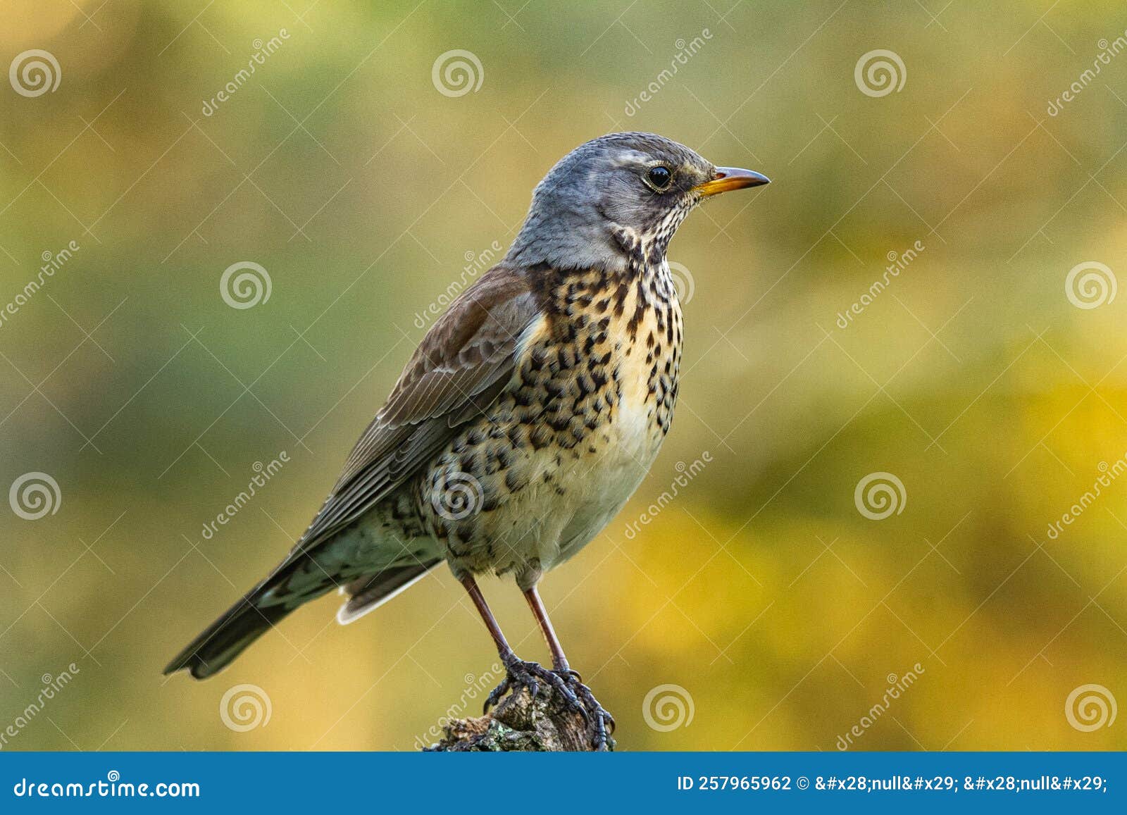 Bird Photographed Up Close with Beautiful Backlight. Stock Photo