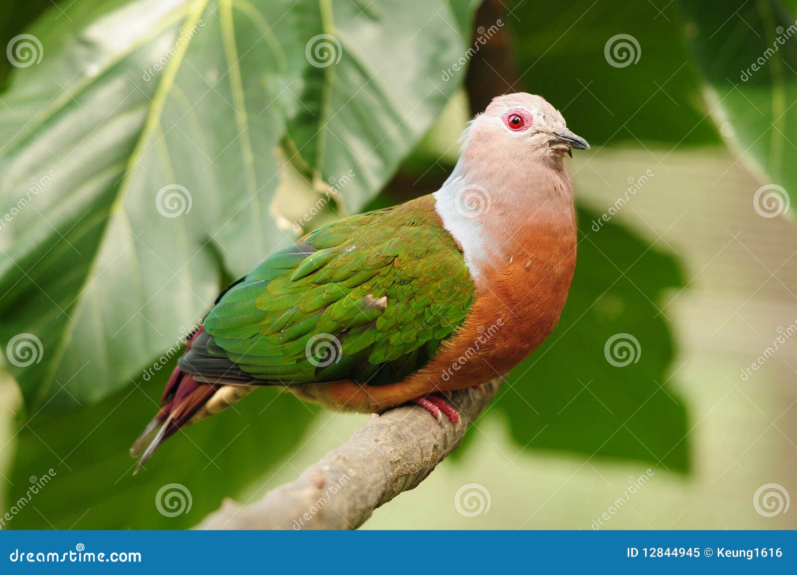 Bird Pinon Imperial Pigeon Stock Image Image of endangered, hong 12844945