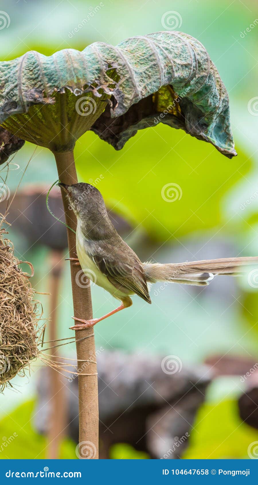 bird (plain prinia) build bird nest in the nature