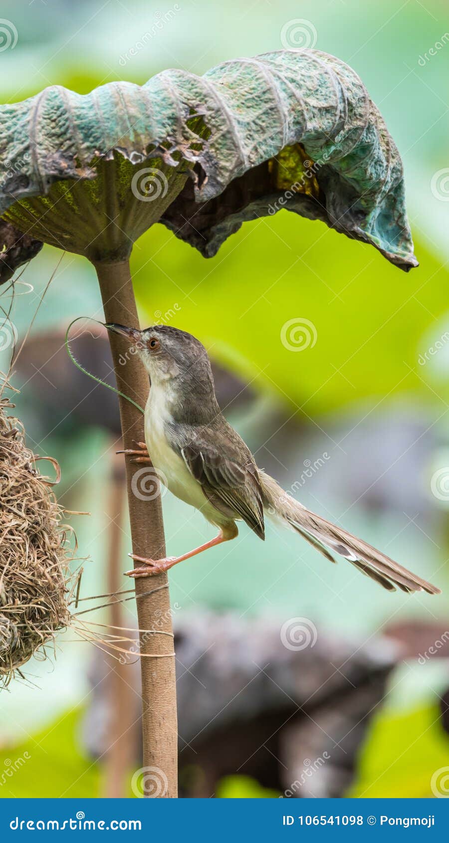 bird (plain prinia) build bird nest in the nature