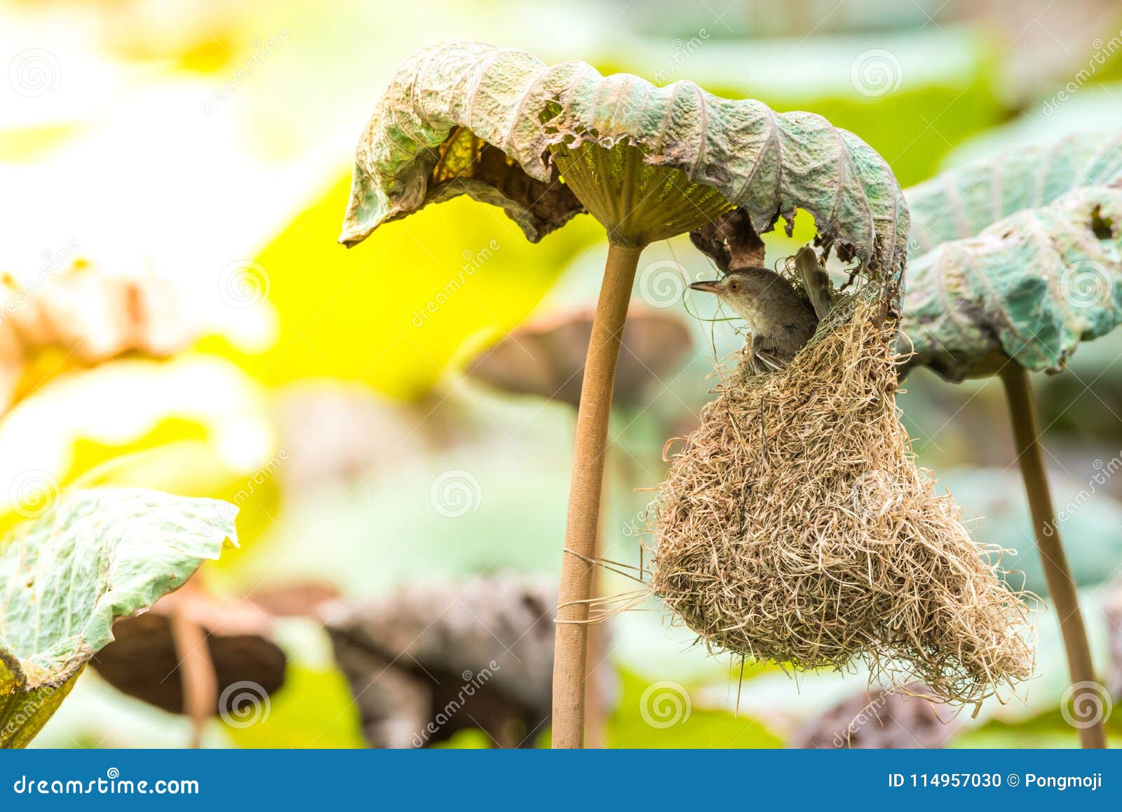 bird (plain prinia) build bird nest in the nature