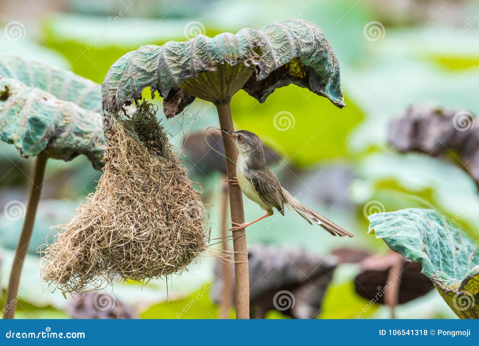 bird (plain prinia) build bird nest in the nature