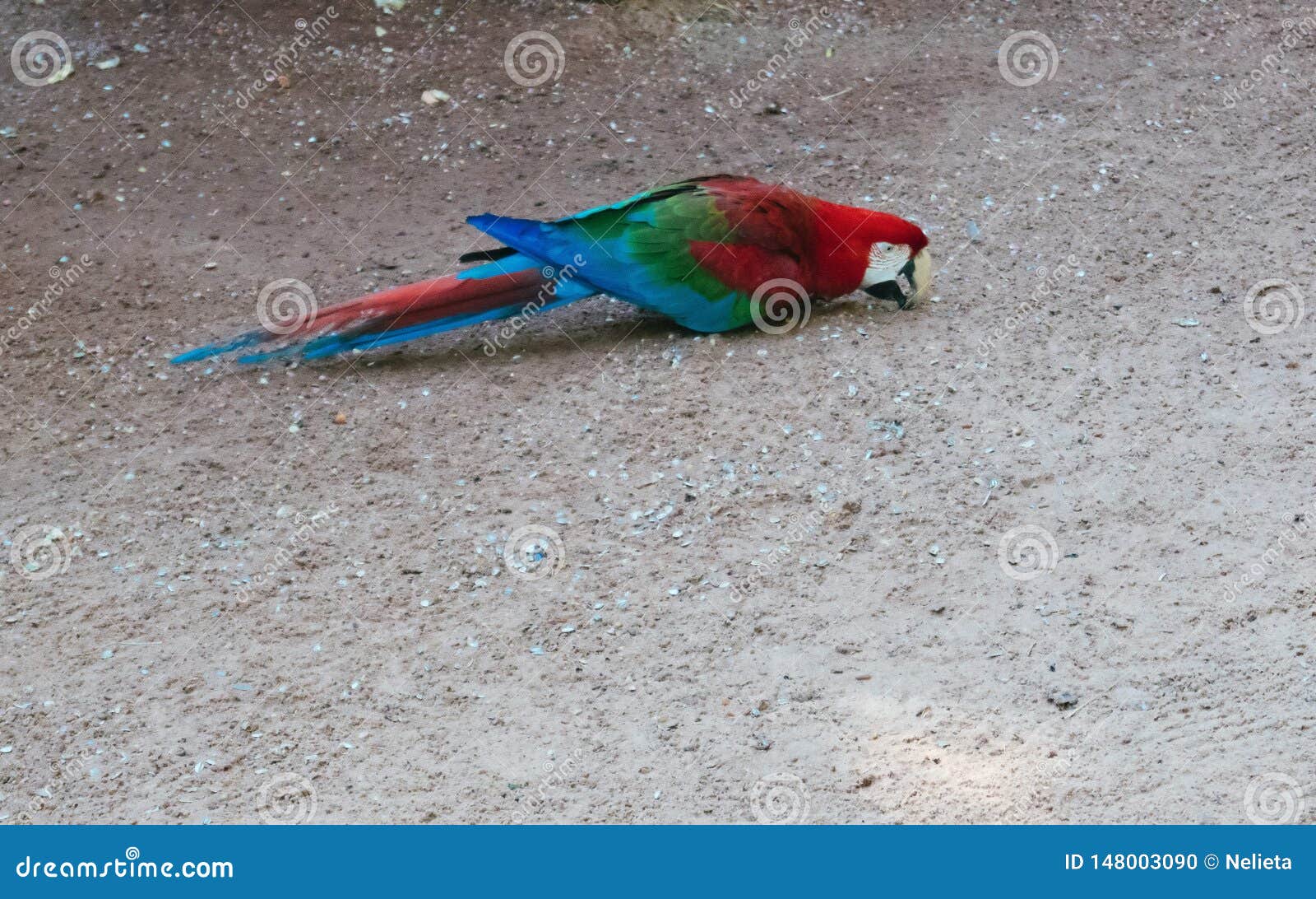 scarlet macaw eating from the ground