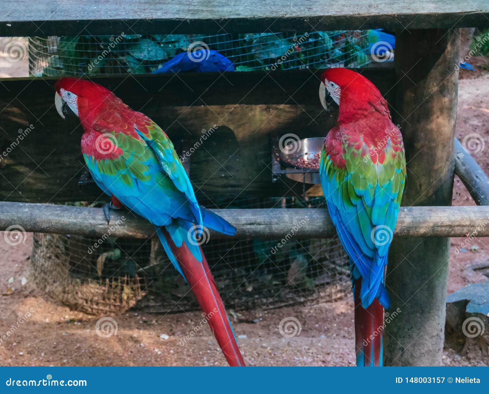 scarlet macaws sitting on perch