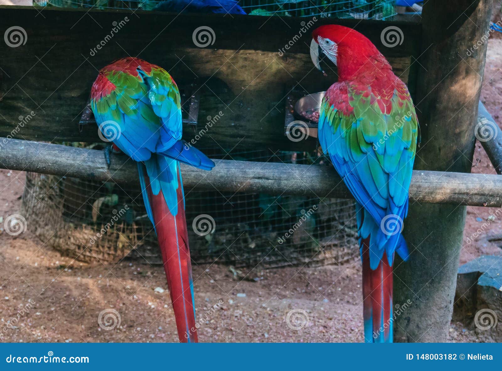 scarlet macaws sitting on perch