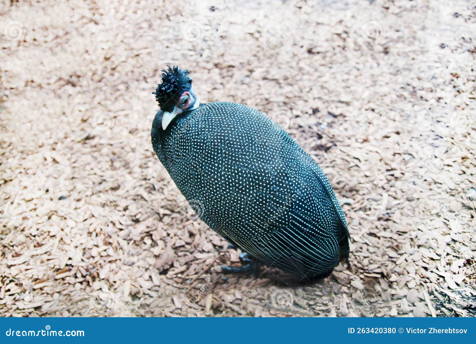Guinea fowl: The peculiar bird with a plethora of uses