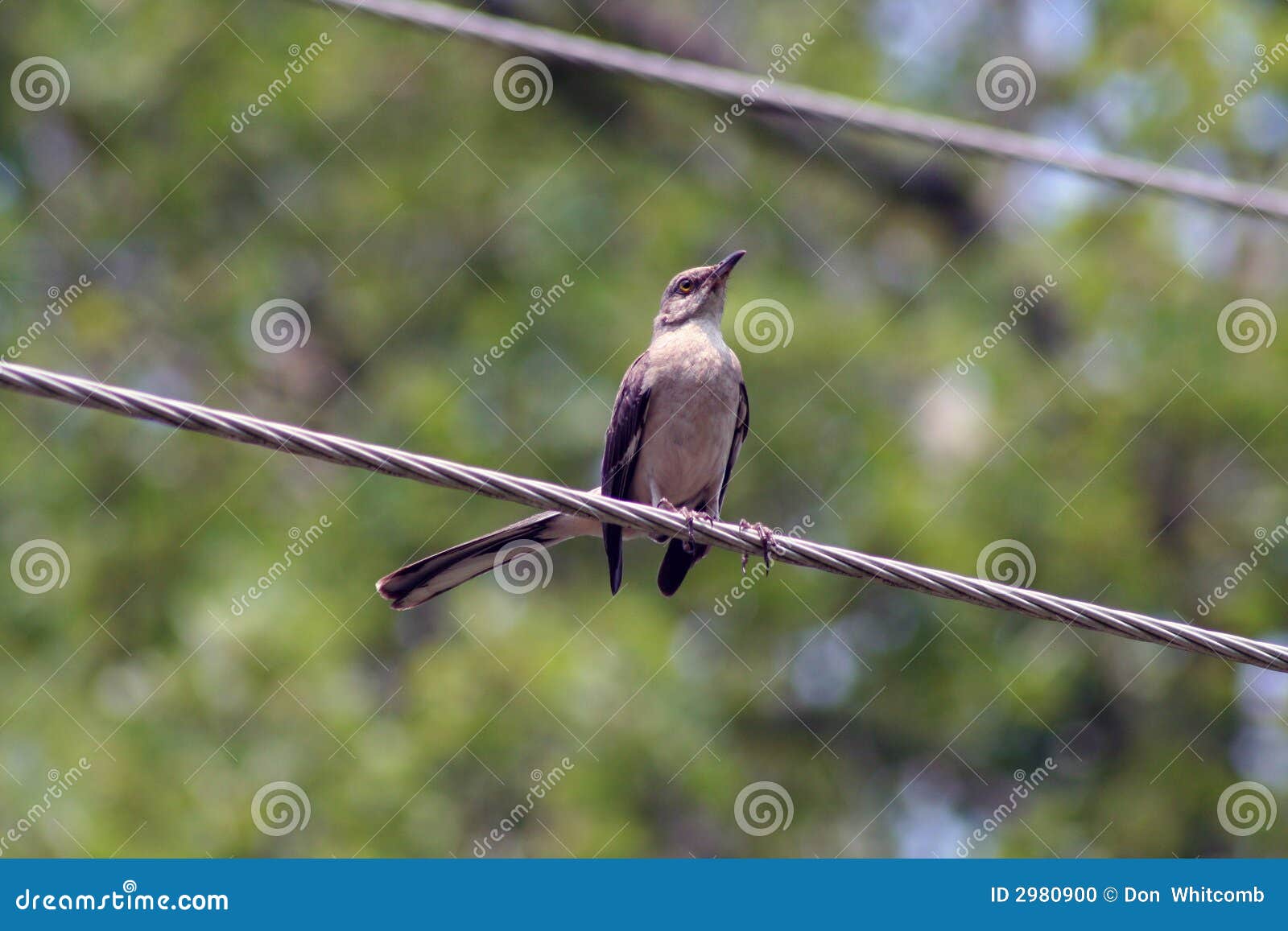 Bird on power line stock photo. Image of powerline, spring - 2980900