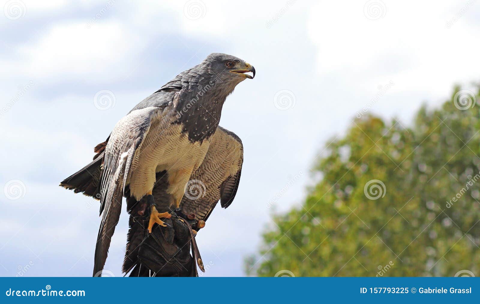 bird of prey aguja sitting on a falconer glove