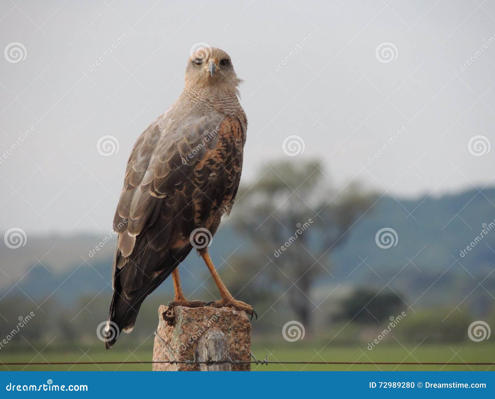 bird of prey brazilian