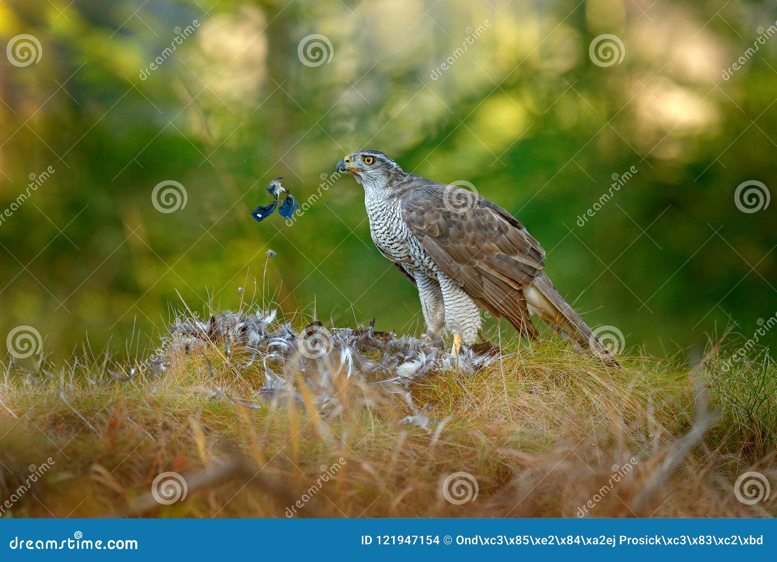 bird of prey goshawk with killed eurasian magpie on the grass in green forest. animal behaviour in the habitat, wildlife nature.