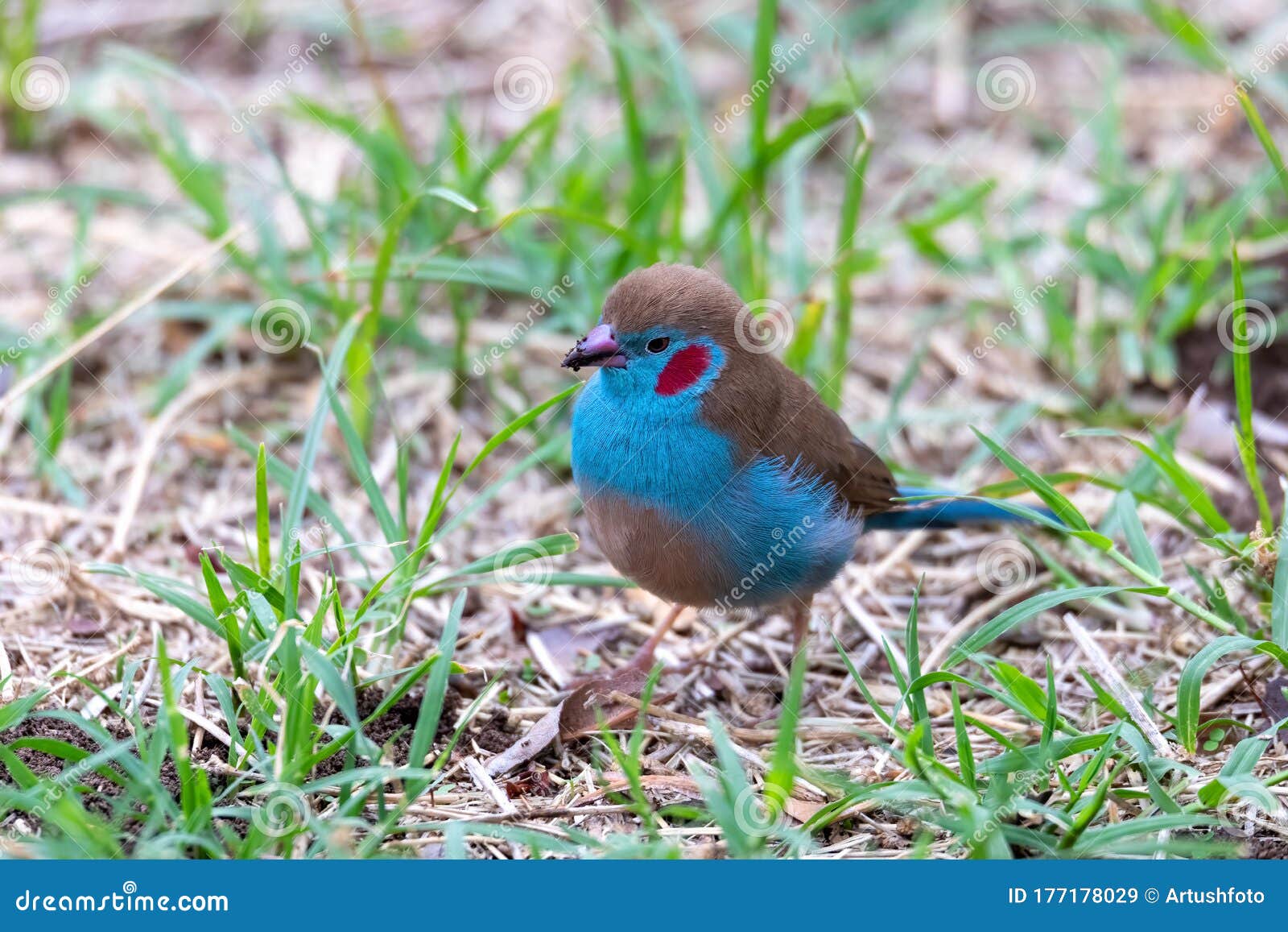 Bird Red-cheeked Cordon-bleu, Gondar, Ethiopia Africa Wildlife Stock Image  - Image of birding, bleu: 177178029