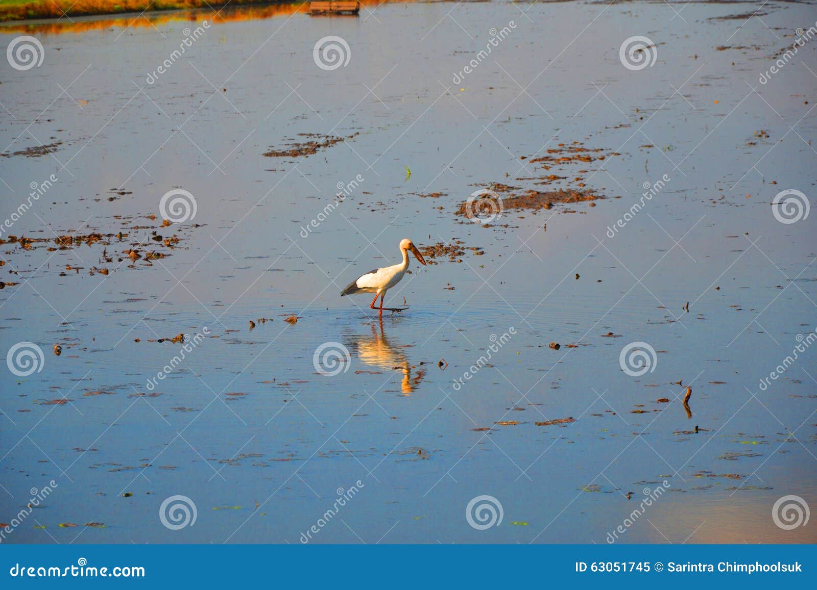 Bird and rice field stock image. Image of wave, river 63051745