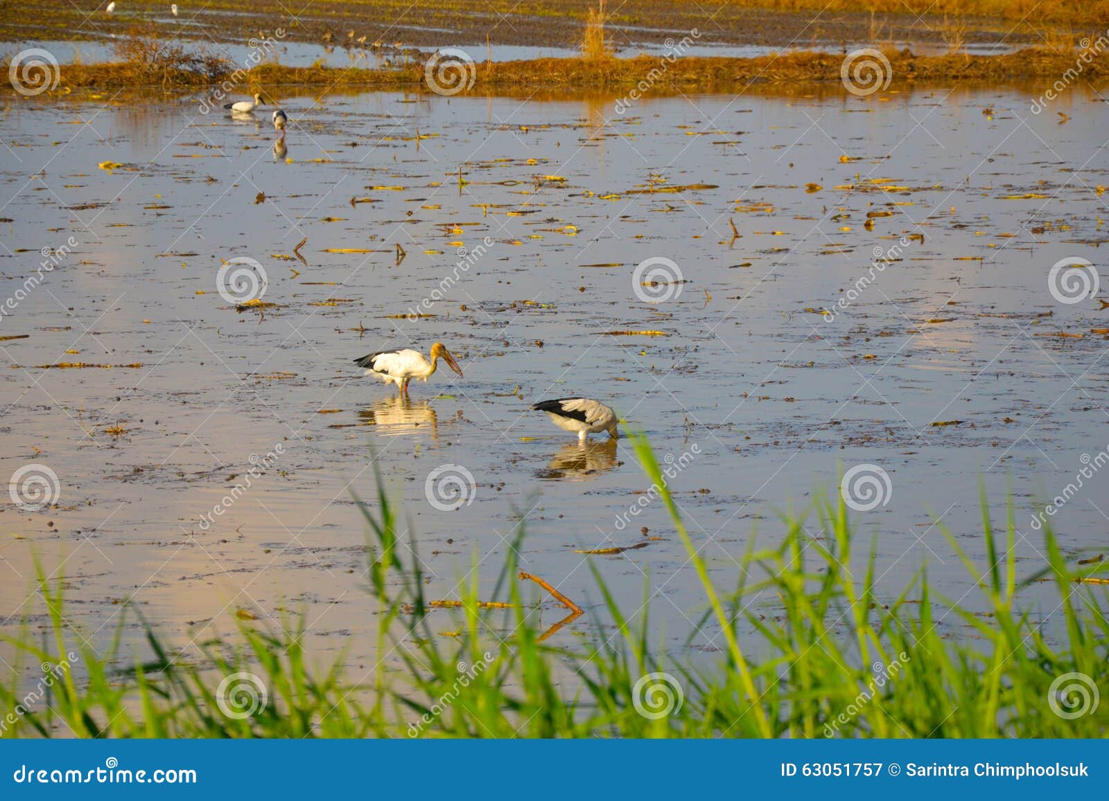 Bird and rice field stock image. Image of reflection 63051757