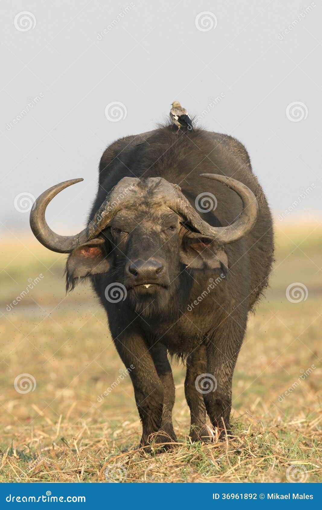 a bird riding on back of cape buffalo