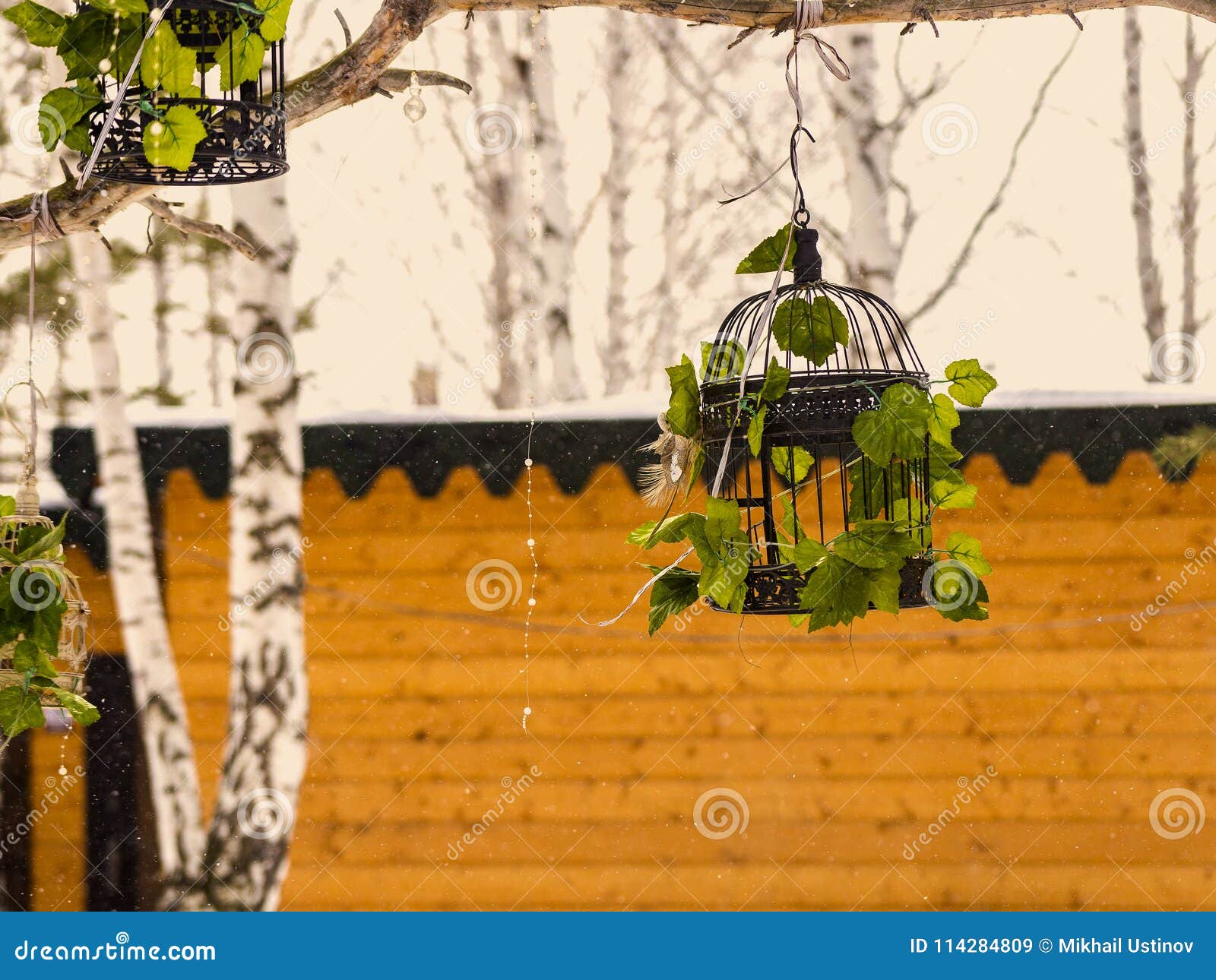 Bird cage on a tree stock image. Image of play, isolated 114284809