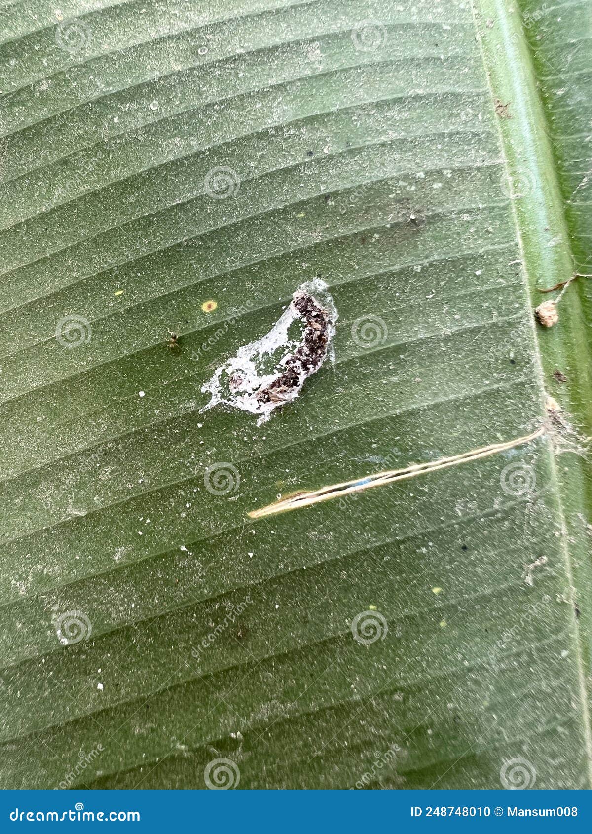 Bird`s Excrement on Green Leaf Stock Photo Image of shit, drop 248748010
