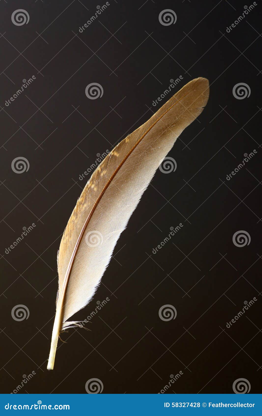 Bird S Feather of Japanese Quail Stock Photo - Image of wildlife