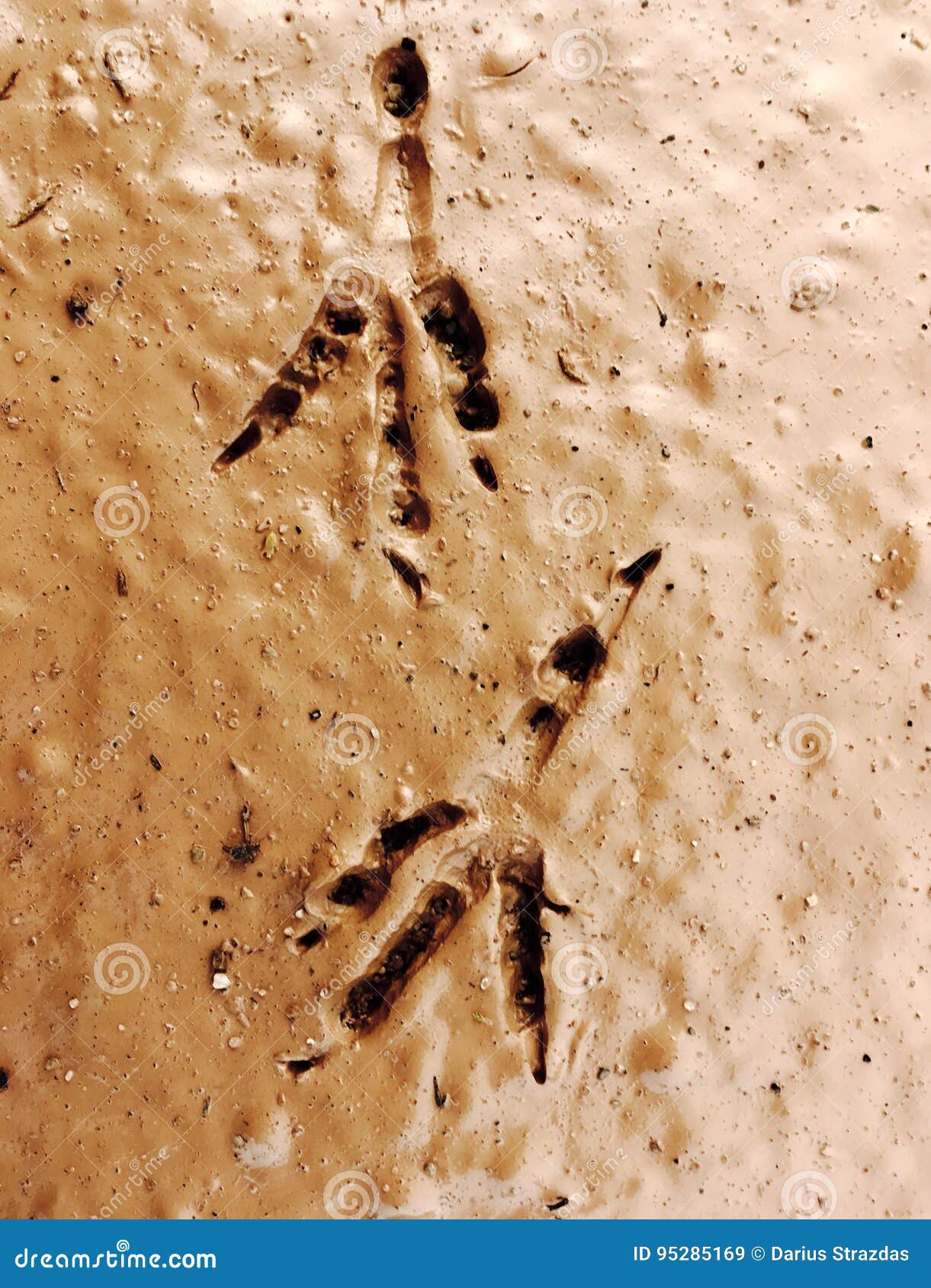 Bird`s footprints on mud stock image. Image of print - 95285169