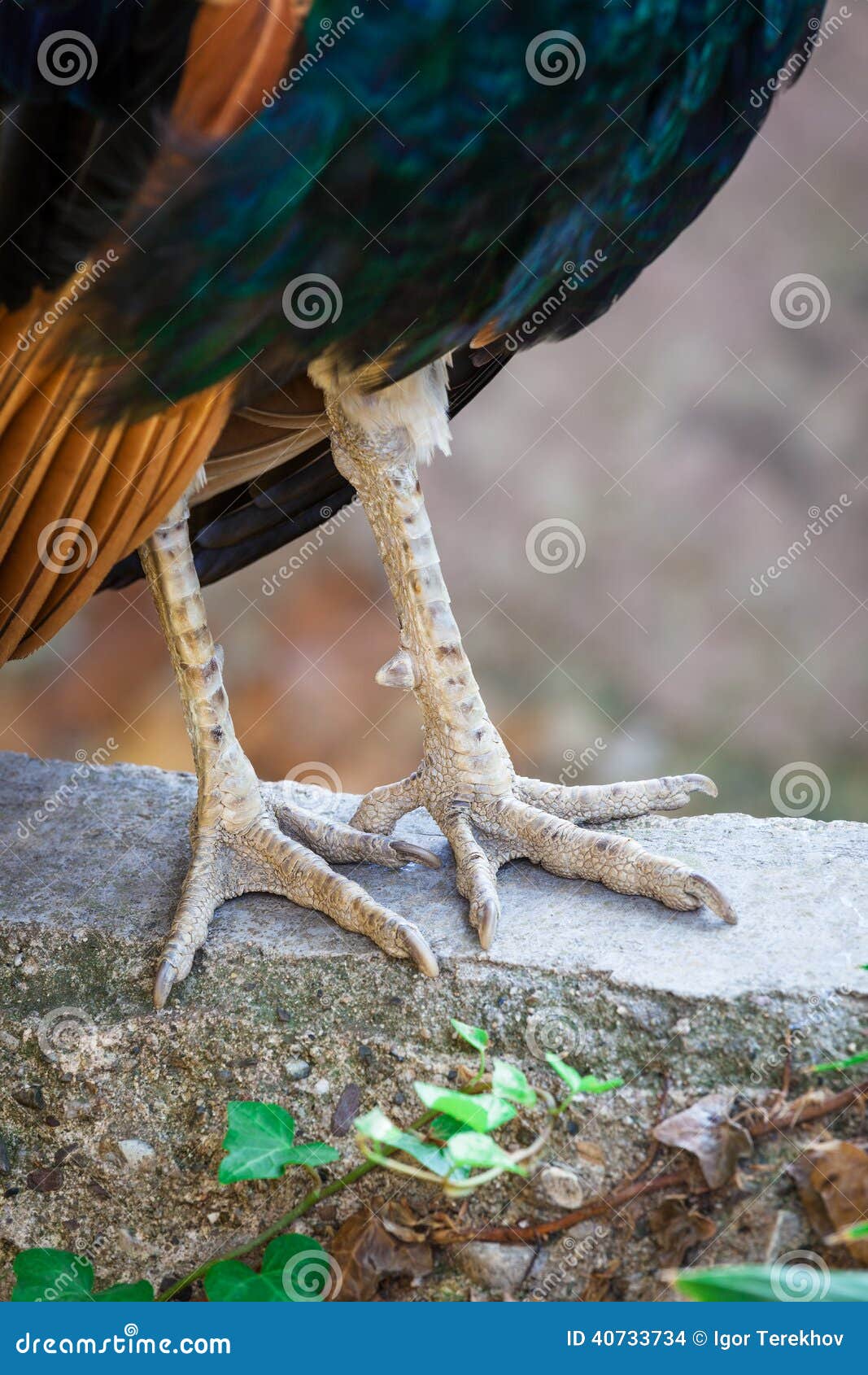 Bird s legs stock photo. Image of farm, stone, leather 40733734