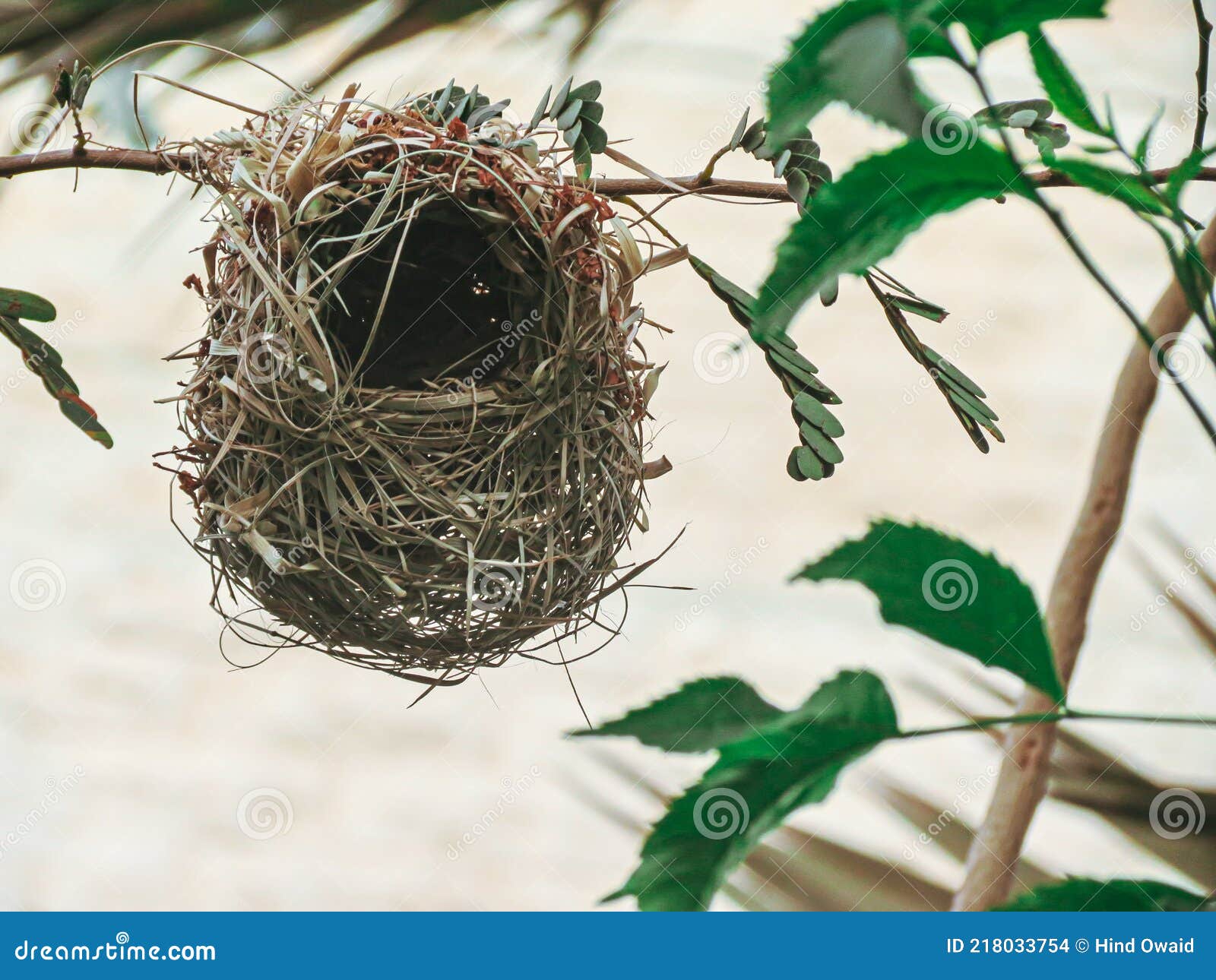 Bird S Nest Empty on a Tree Branch Stock Photo Image of bird, green