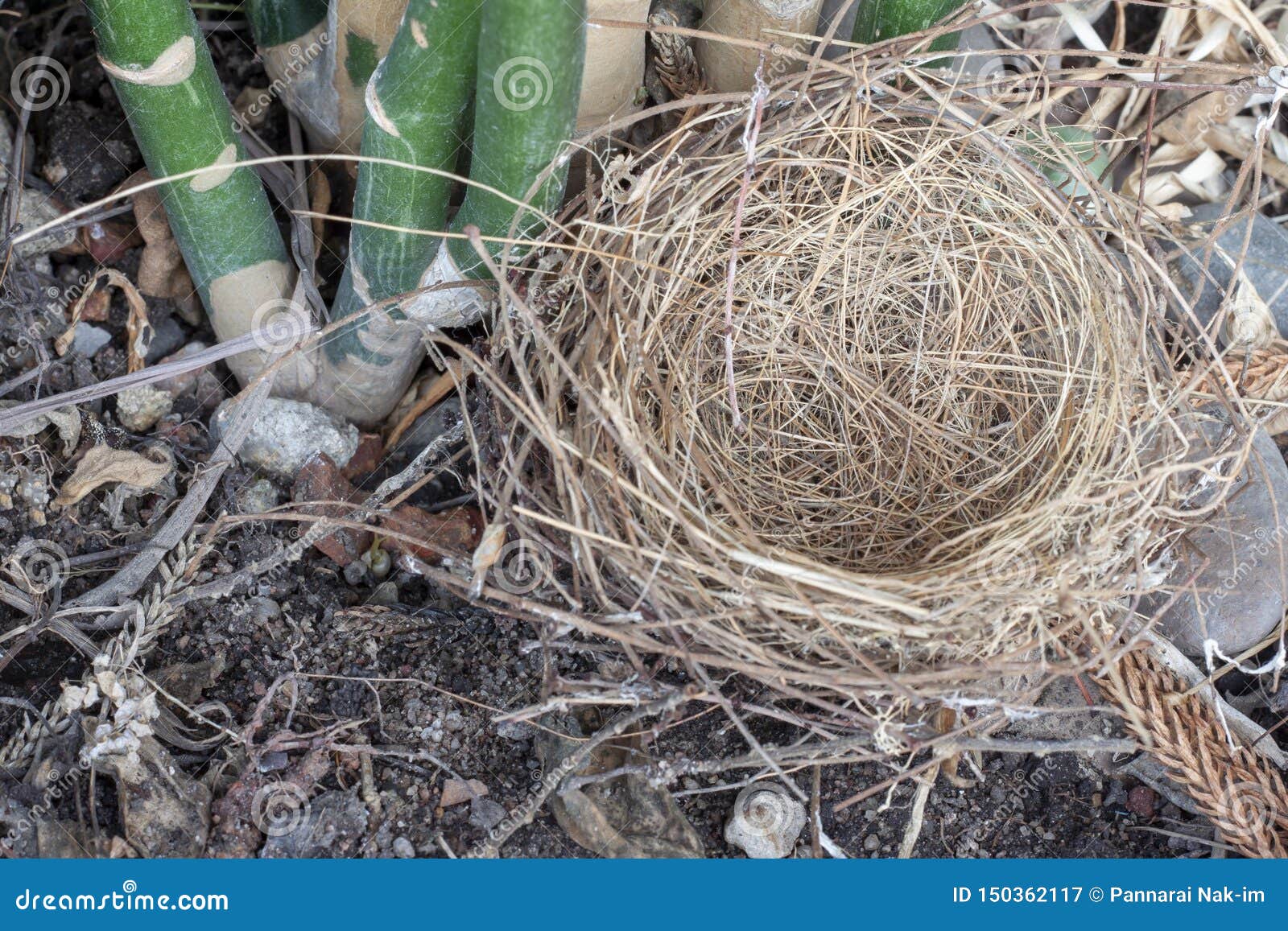 The Bird`s Nest that Falls Under of the Tree. Stock Image Image of