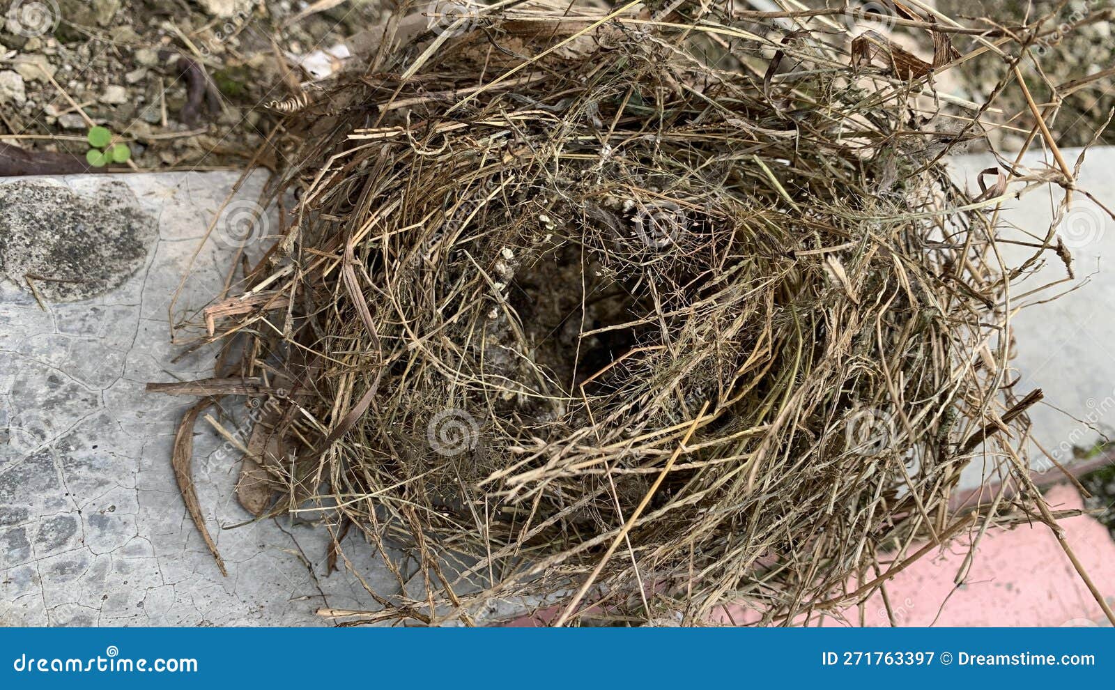 Bird nest stock image. Image of fell, wild, animals 271763397