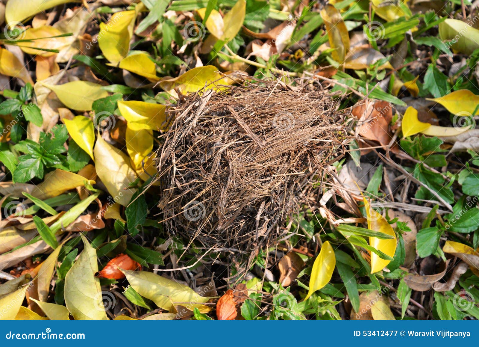 Bird S Nest on Ground Floor Stock Image Image of branches, bird 53412477
