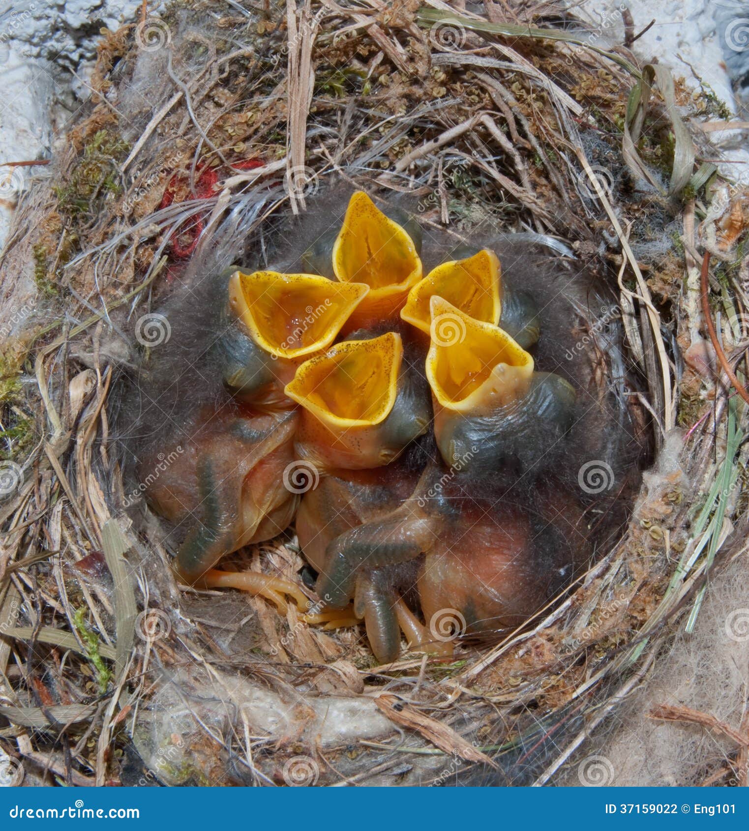 bird's nest with hungry chicks