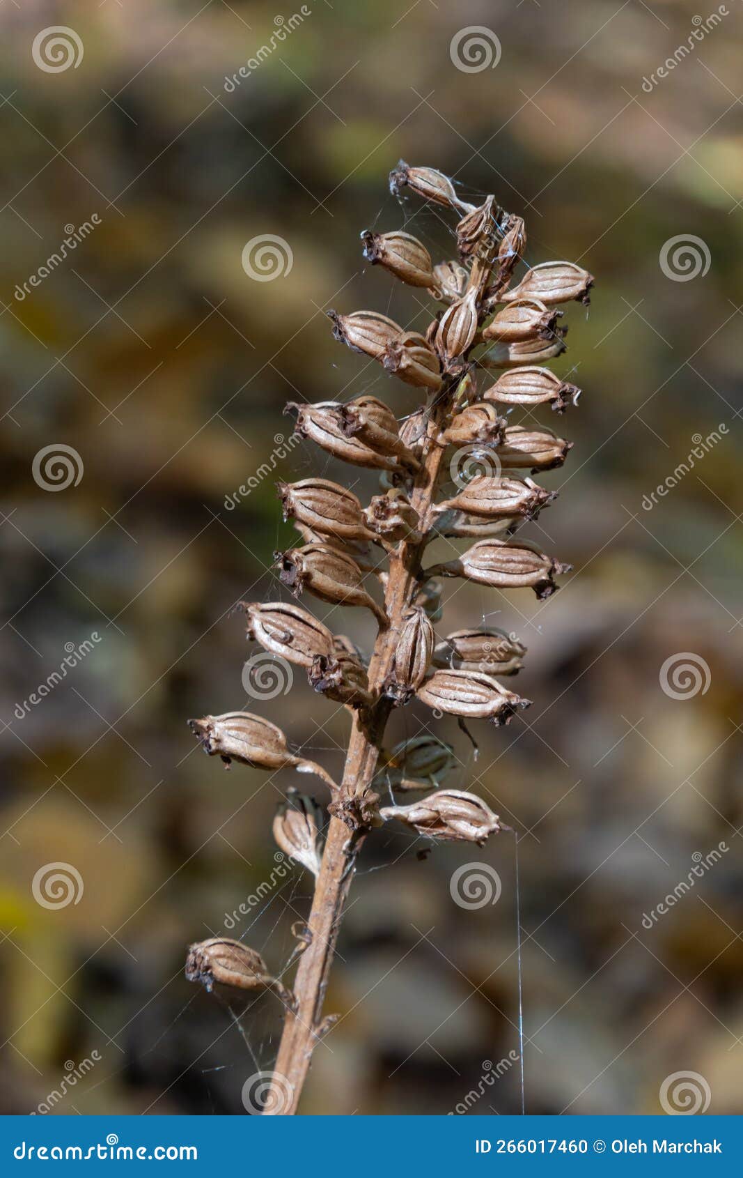 bird`s-nest orchid neottia nidus-avis, heterotrophic orchid. in the forest, close-up