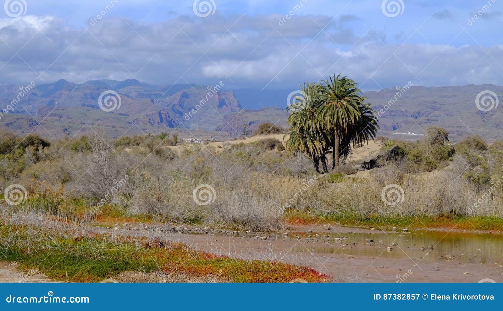 bird sanctuary la charca in maspalomas, gran canaria, spain.