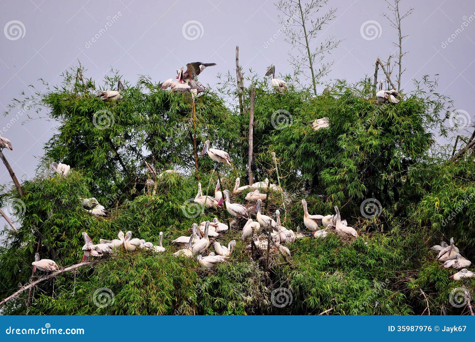 bird sanctuary