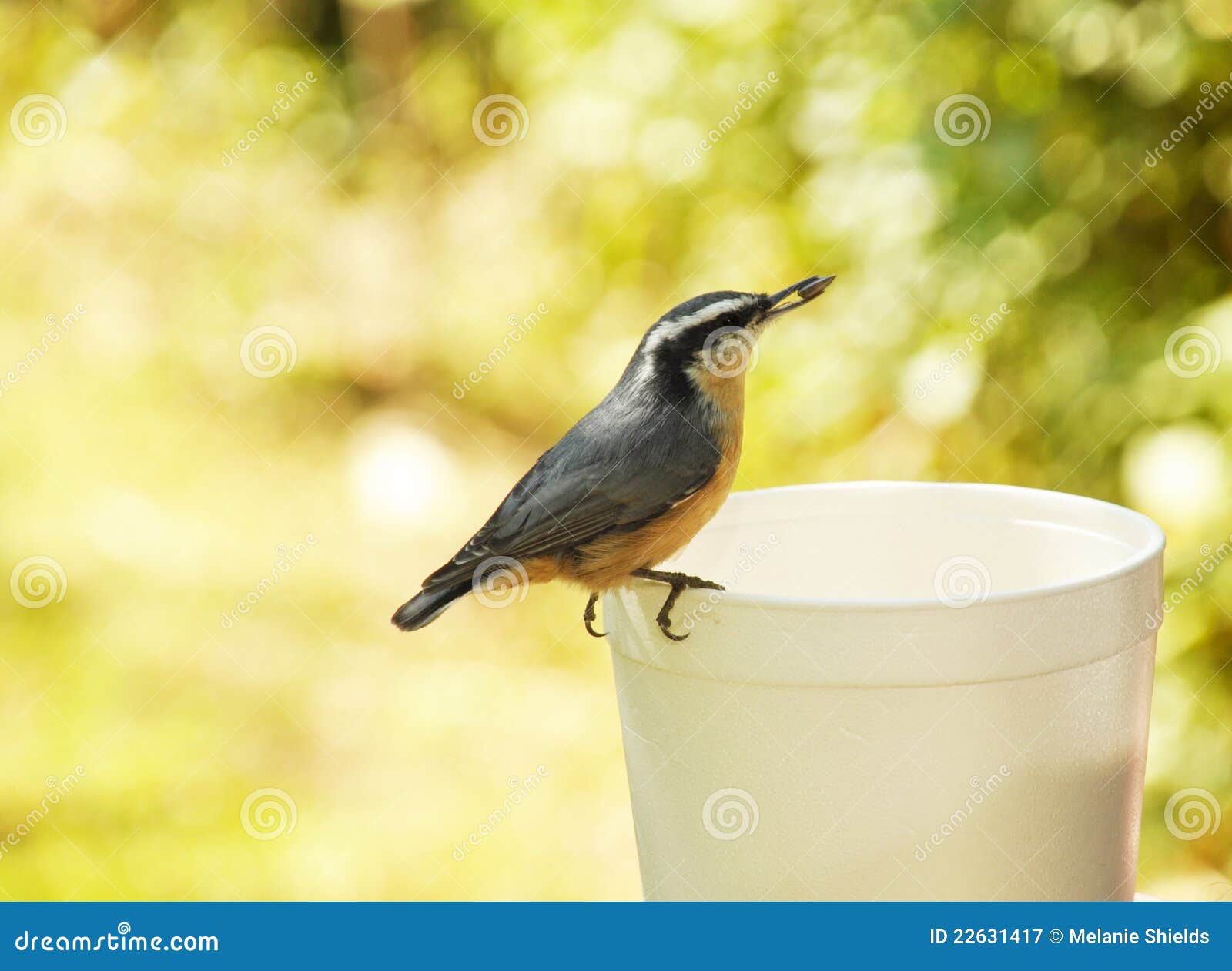 Bird with seed stock image. Image of swallow, trail, seed 22631417