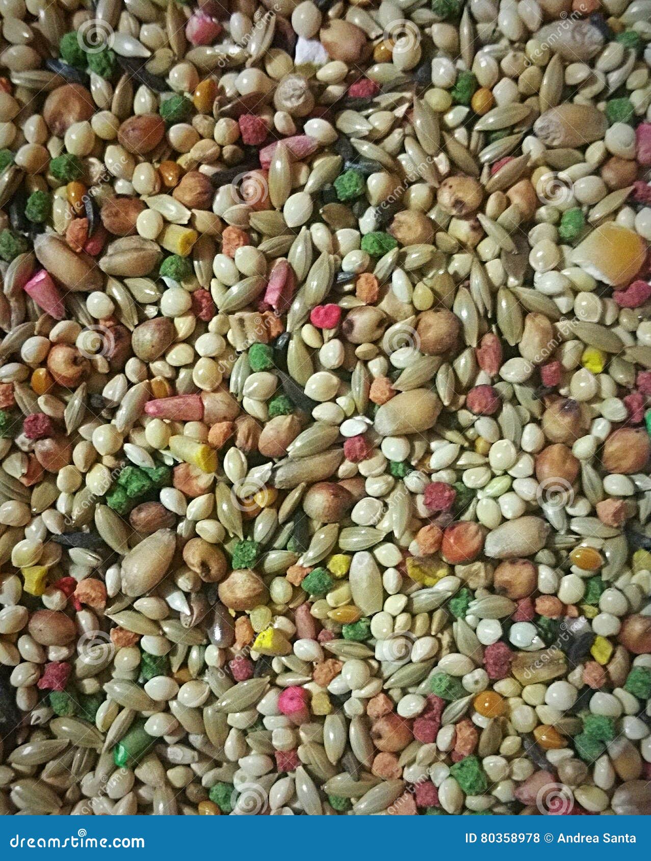 Bird Seed stock photo. Image of seed, close, seeds, bird 80358978