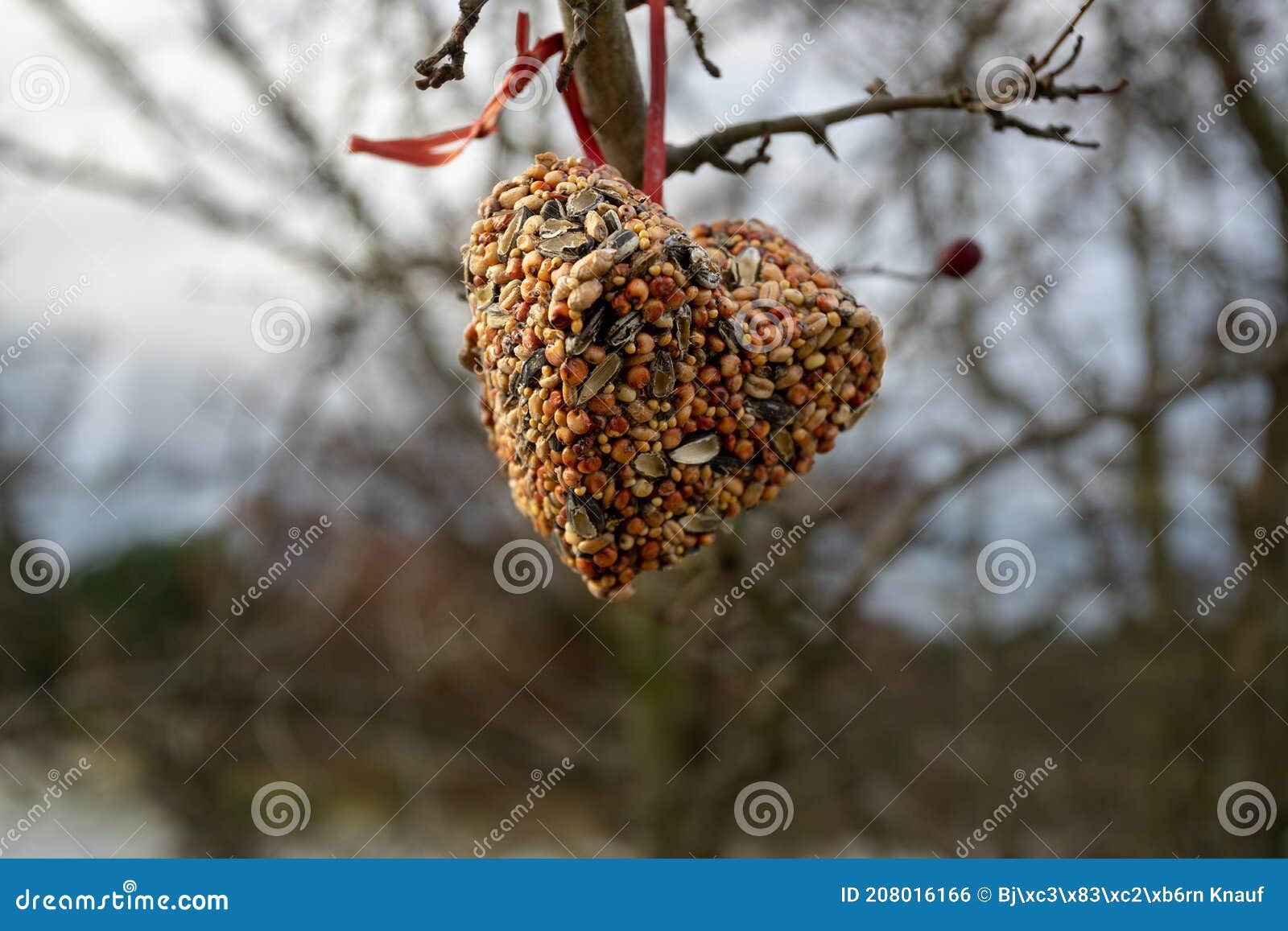 Bird seed heart stock photo. Image of nature, individually 208016166