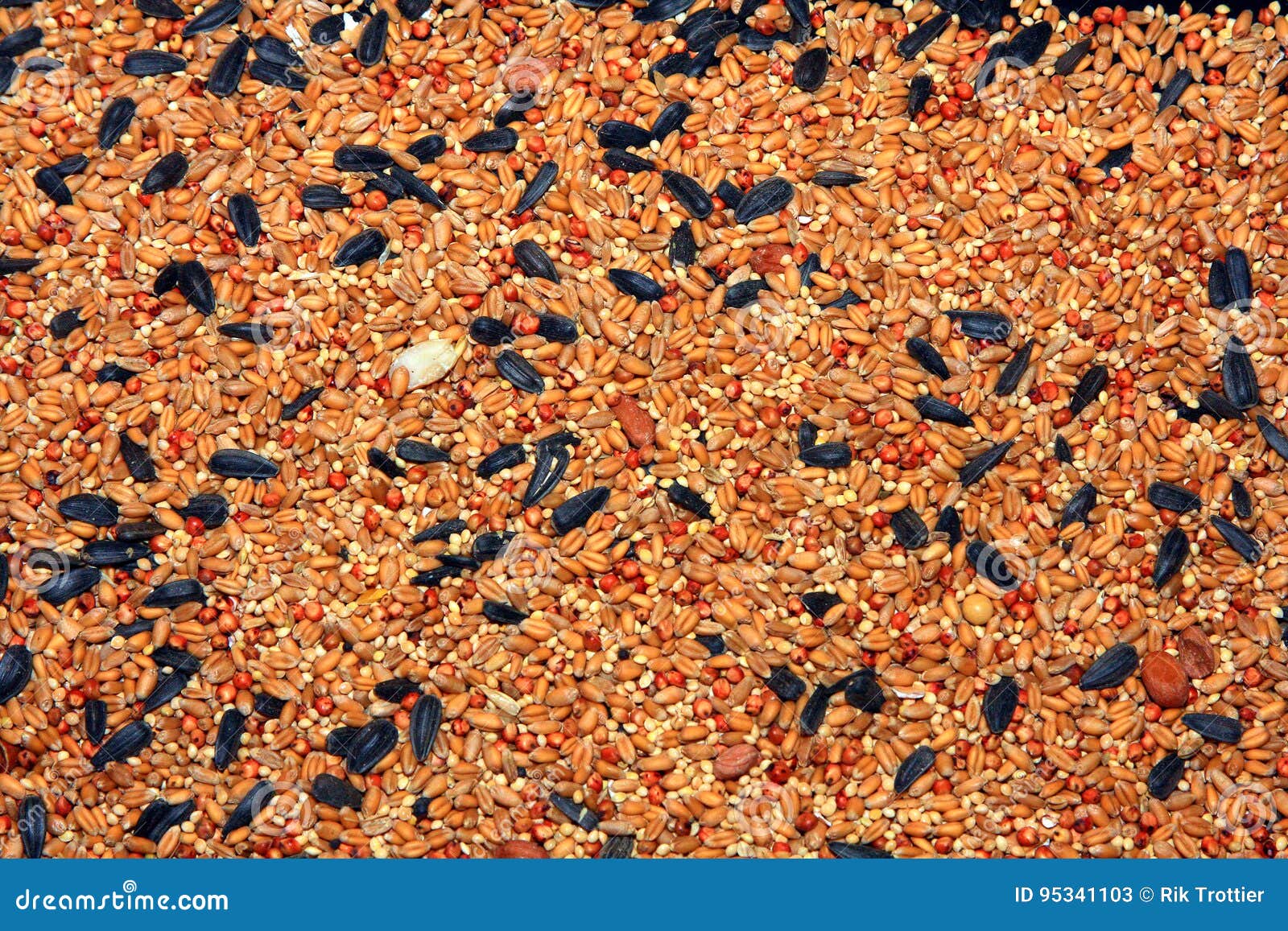 Bird Seed stock image. Image of flax, seeds, background 95341103