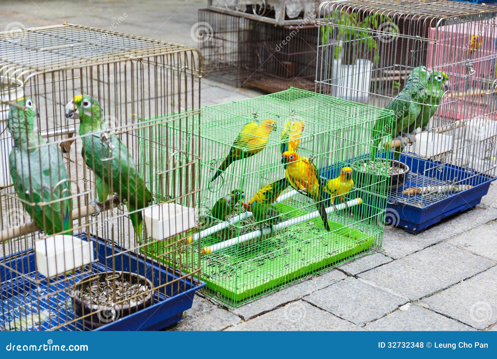 Bird for sell stock photo. Image of feather, restricted 32732348