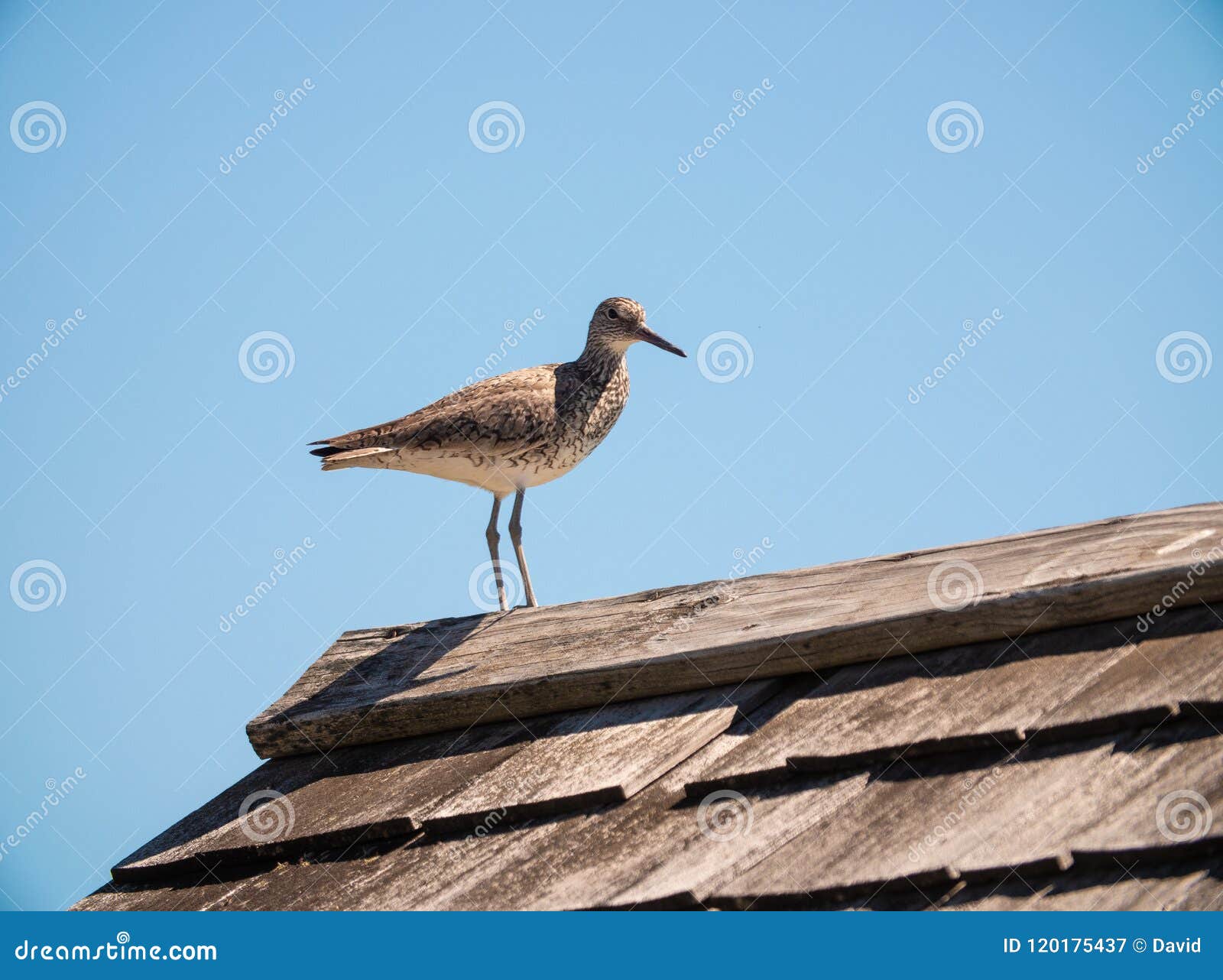 A Bird Sitting on a House stock image. Image of garden 120175437
