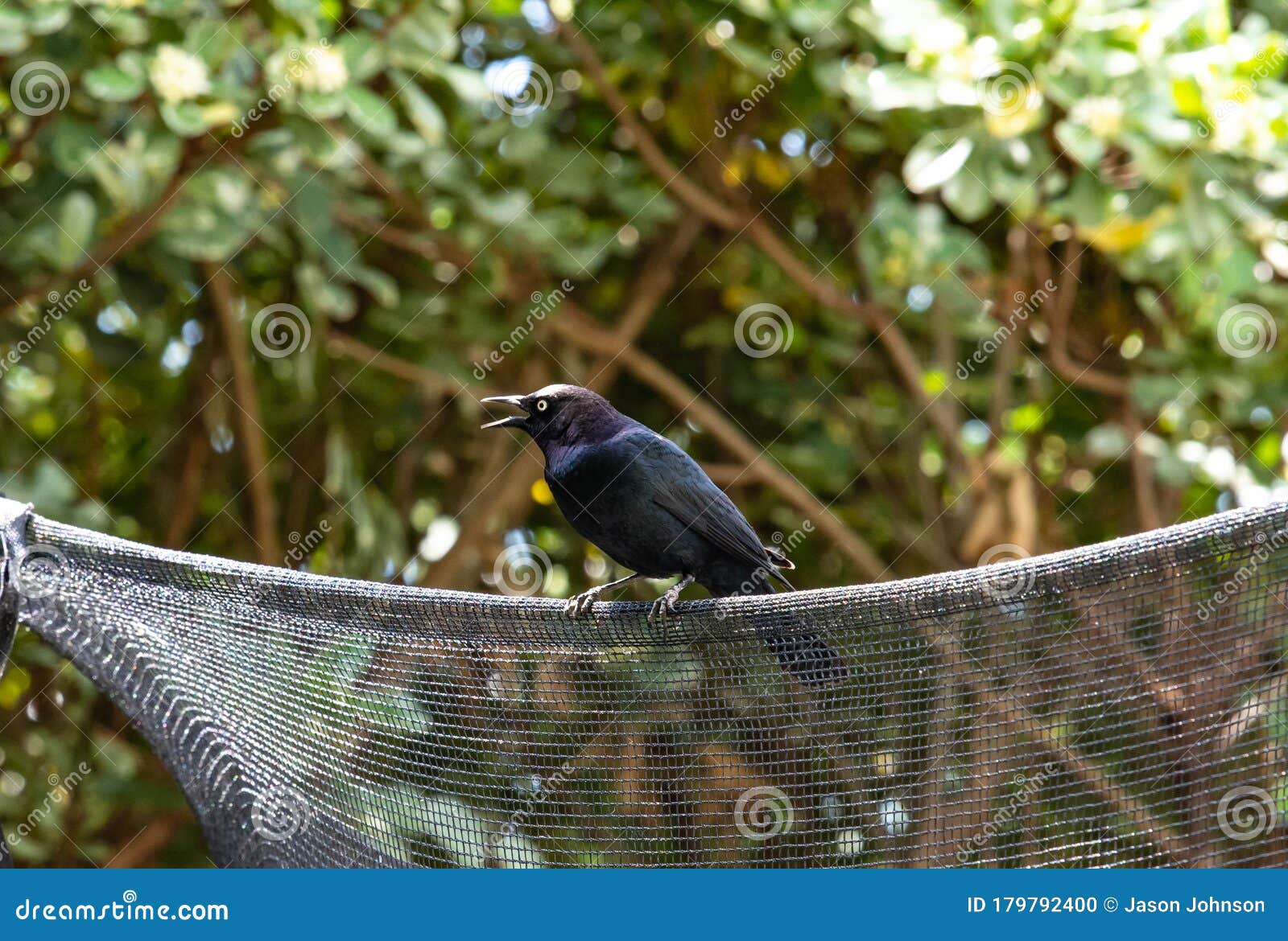 bird sitting on a net