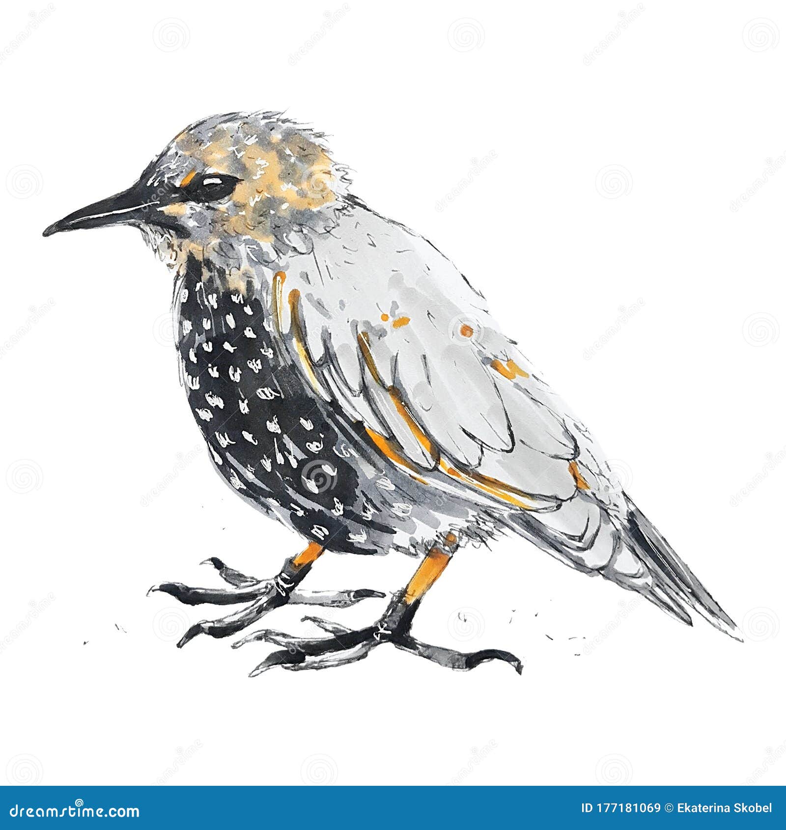 bird, sketch markers, hand drawn , sparrow, little black and white bird, 