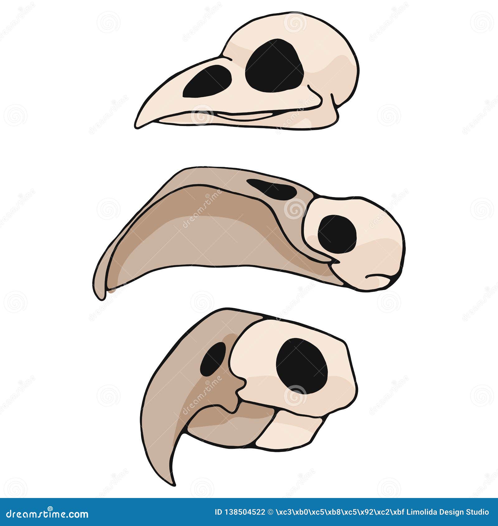 bird skull anatomy