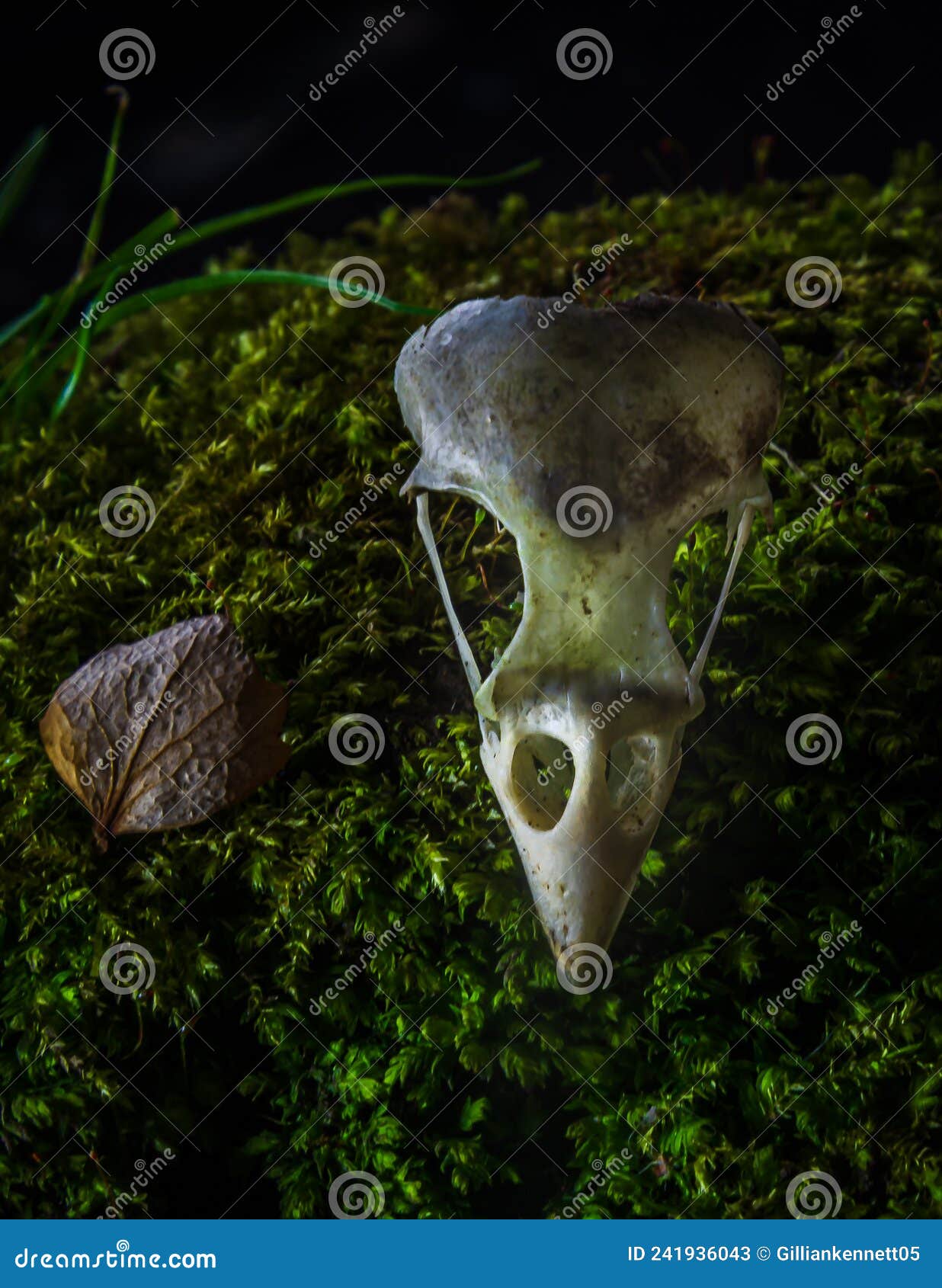 Bird Skull on Mossy Background Stock Image - Image of skeleton, moss