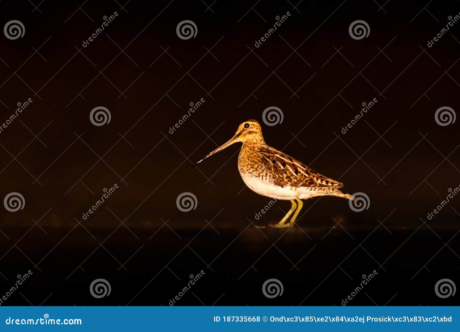 bird snipe, portrait in night, brdy, czech republic. wader bird with camouflage feathers colors. dark night with bird