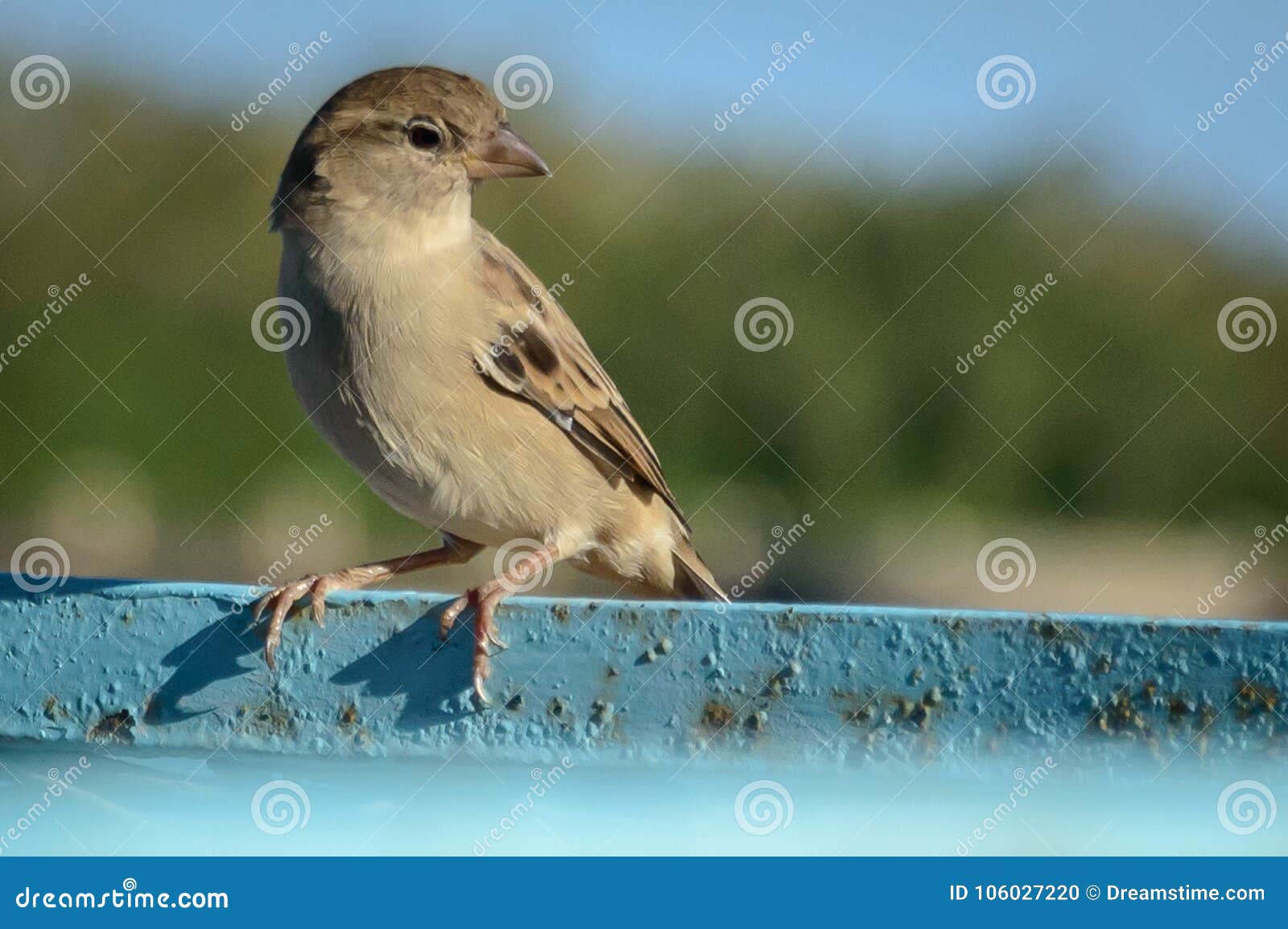 A bird stand up with pride stock photo. Image of nice 106027220