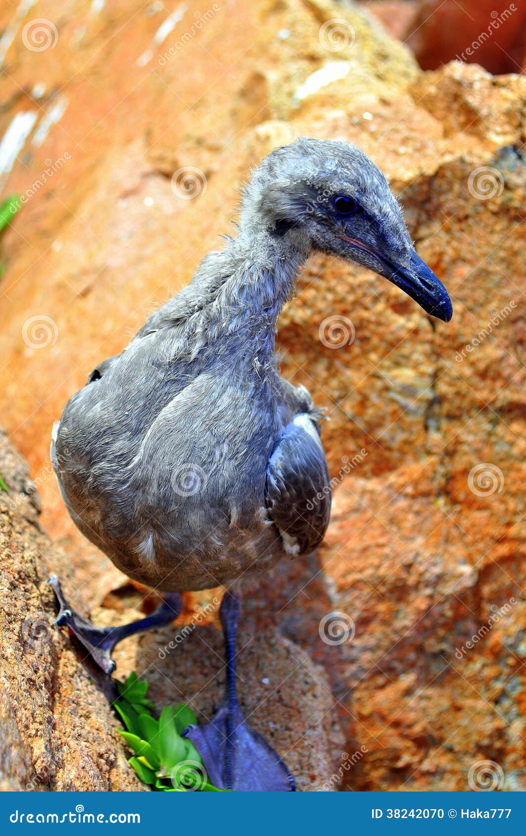 Bird and Stone stock photo. Image of bird, lighthouse 38242070