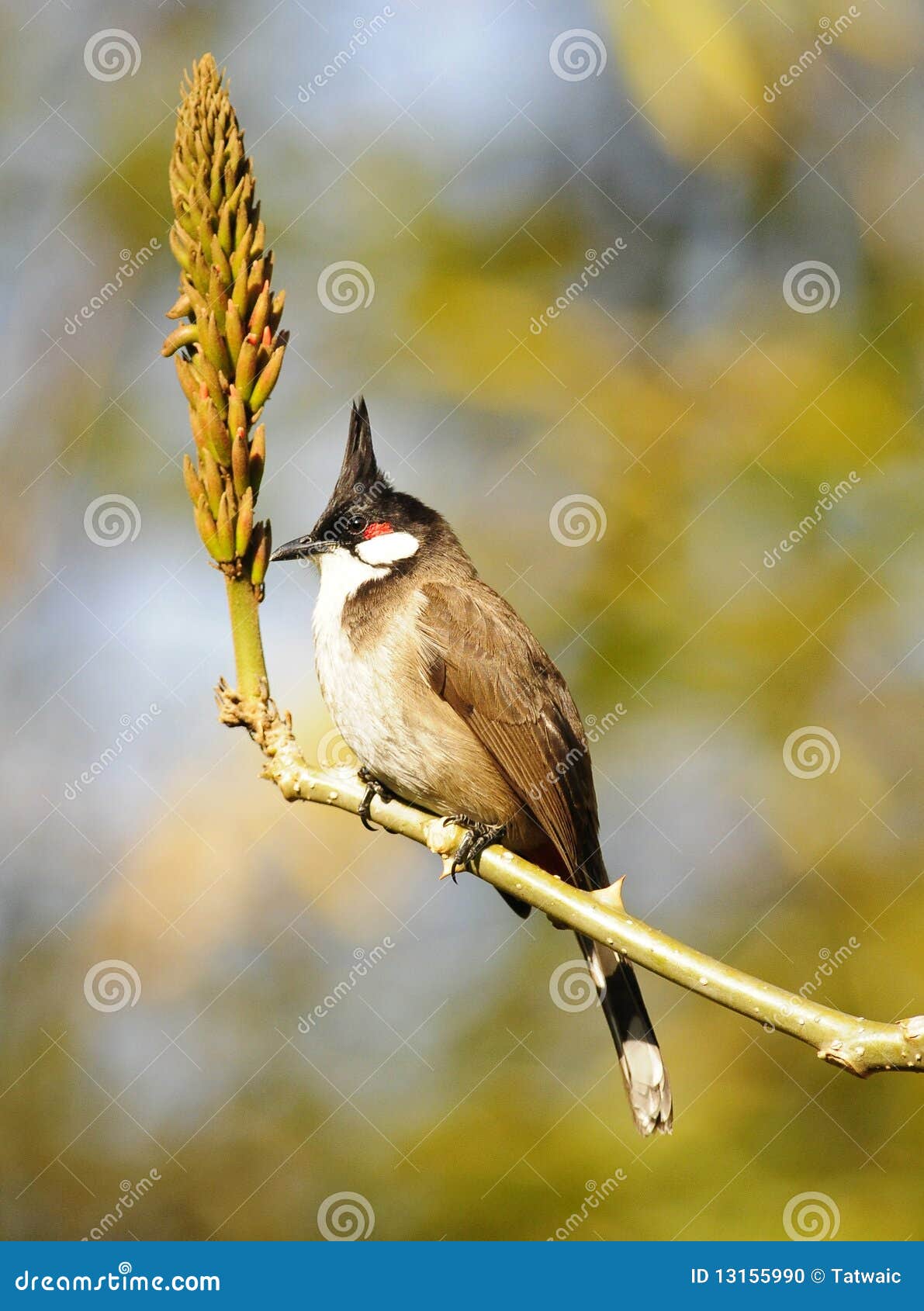 Bird with Strange Hairstyle Stock Photo - Image of branch, look: 13155990 Bird with Strange Hairstyle Stock Photo - Image of branch, look: 13155990