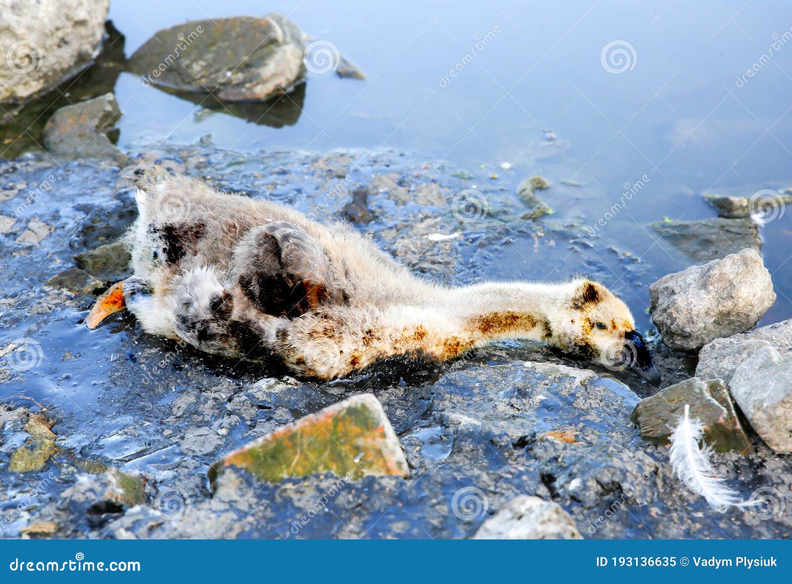 Bird Stuck in Polluted Water with Tar. Dying Animals in Industrial Wastes.  Dirty Rivers and Oceans with Oil Stock Image - Image of dead, natural:  193136635