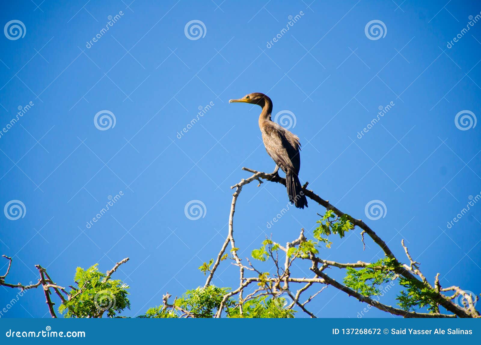 Bird sunbathing stock photo. Image of jungle, mamal - 137268672