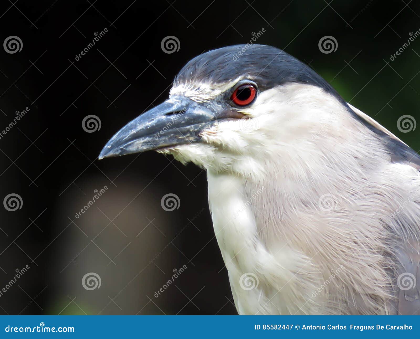 bird of the swamp.nycticorax nycticorax